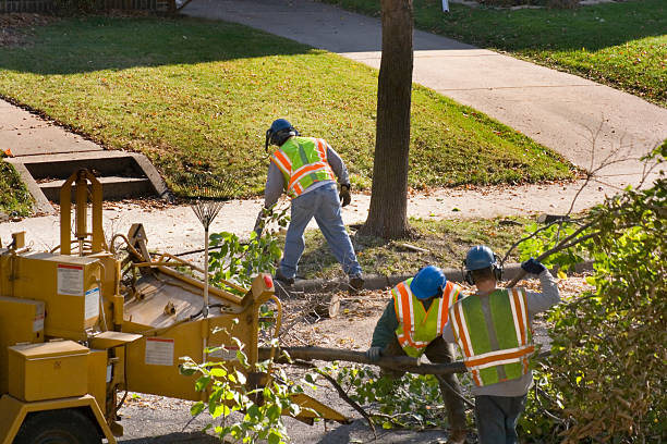 Trusted Lake Fenton, MI Tree Removal and Landscaping Services Experts